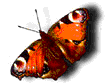 Papillons